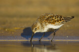 Image. Dunlin