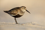 Image. Dunlin