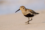 Image. Dunlin