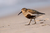Image. Dunlin