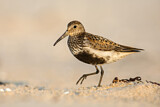 Image. Dunlin
