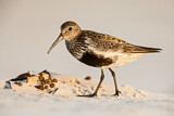 Image. Dunlin