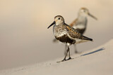 Image. Dunlin