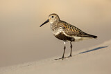 Image. Dunlin