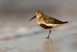 Image. Dunlin