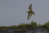 Image. Dunlin
