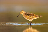 Image. Dunlin