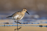 Image. Dunlin