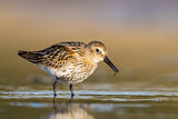 Image. Dunlin