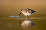 Image. Dunlin