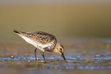 Image. Dunlin