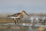 Image. Dunlin