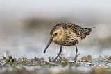 Image. Dunlin