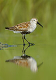 Image. Dunlin