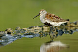 Image. Dunlin