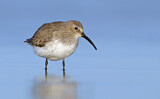 Image. Dunlin