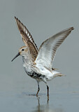 Image. Dunlin