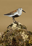 Image. Dunlin