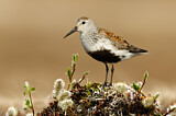 Image. Dunlin