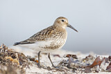 Image. Dunlin