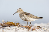 Image. Dunlin