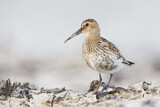 Image. Dunlin