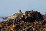 Image. Dunlin
