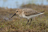 Image. Dunlin