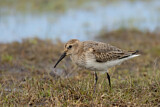 Image. Dunlin