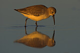 Image. Dunlin