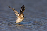 Image. Dunlin