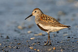 Image. Dunlin