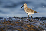 Image. Dunlin