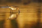 Image. Dunlin