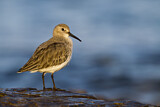 Image. Dunlin