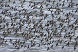 Image. Dunlin