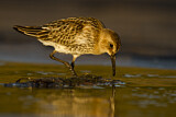 Image. Dunlin