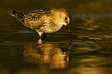 Image. Dunlin