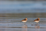 Image. Dunlin