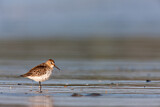 Image. Dunlin