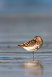 Image. Dunlin