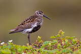 Image. Dunlin