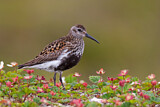 Image. Dunlin