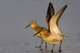 Image. Dunlin