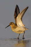 Image. Dunlin
