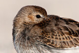 Image. Dunlin