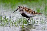 Image. Dunlin