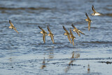 Image. Dunlin