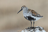 Image. Dunlin