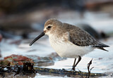 Image. Dunlin
